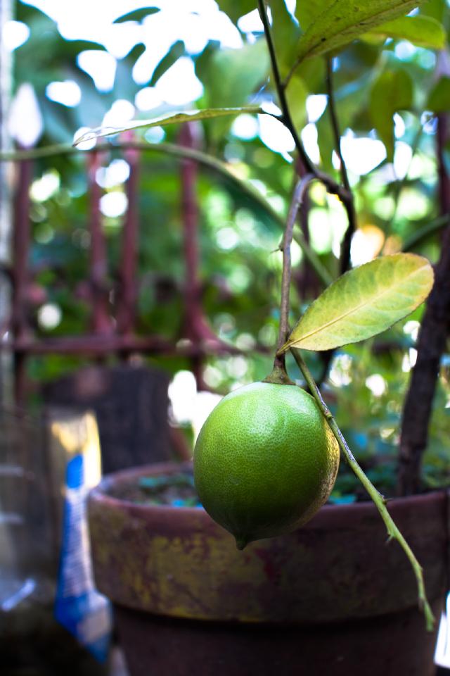 Citronnier cultivé en pot sur une terrasse lumineuse
