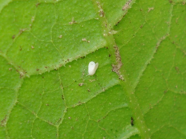 Aleurodes sur l'envers d'une feuille de tomate