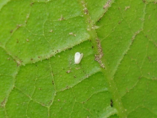Aleurodes sur l'envers d'une feuille de tomate