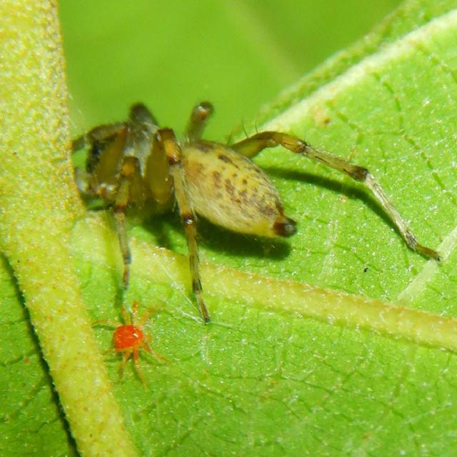 Araignées rouges sous une feuille avec fines toiles