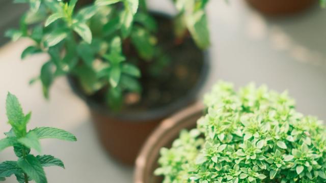 Pots d'herbes aromatiques sur un balcon ensoleillé