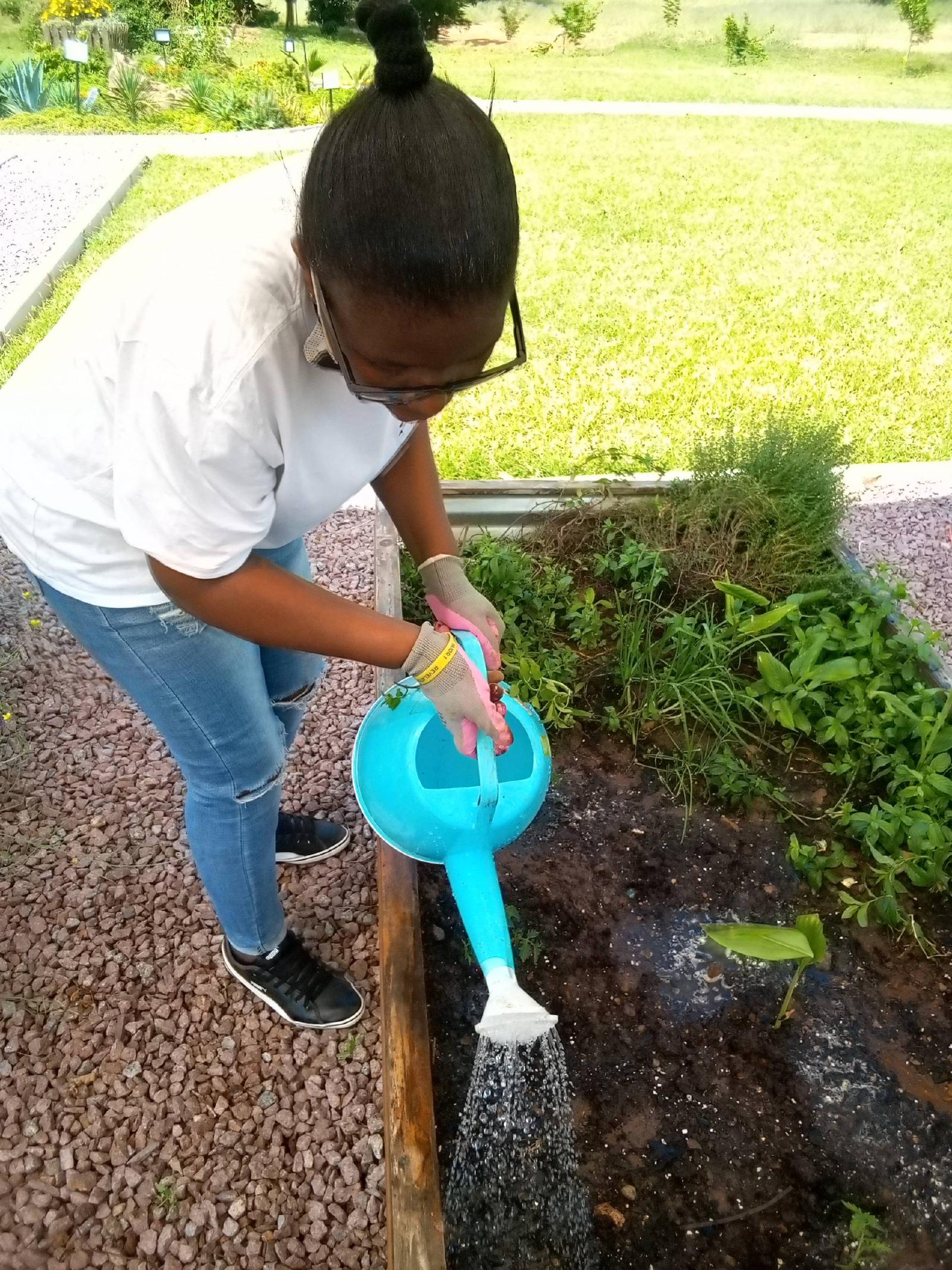 Arrosage manuel d'un potager avec un arrosoir au pied des légumes