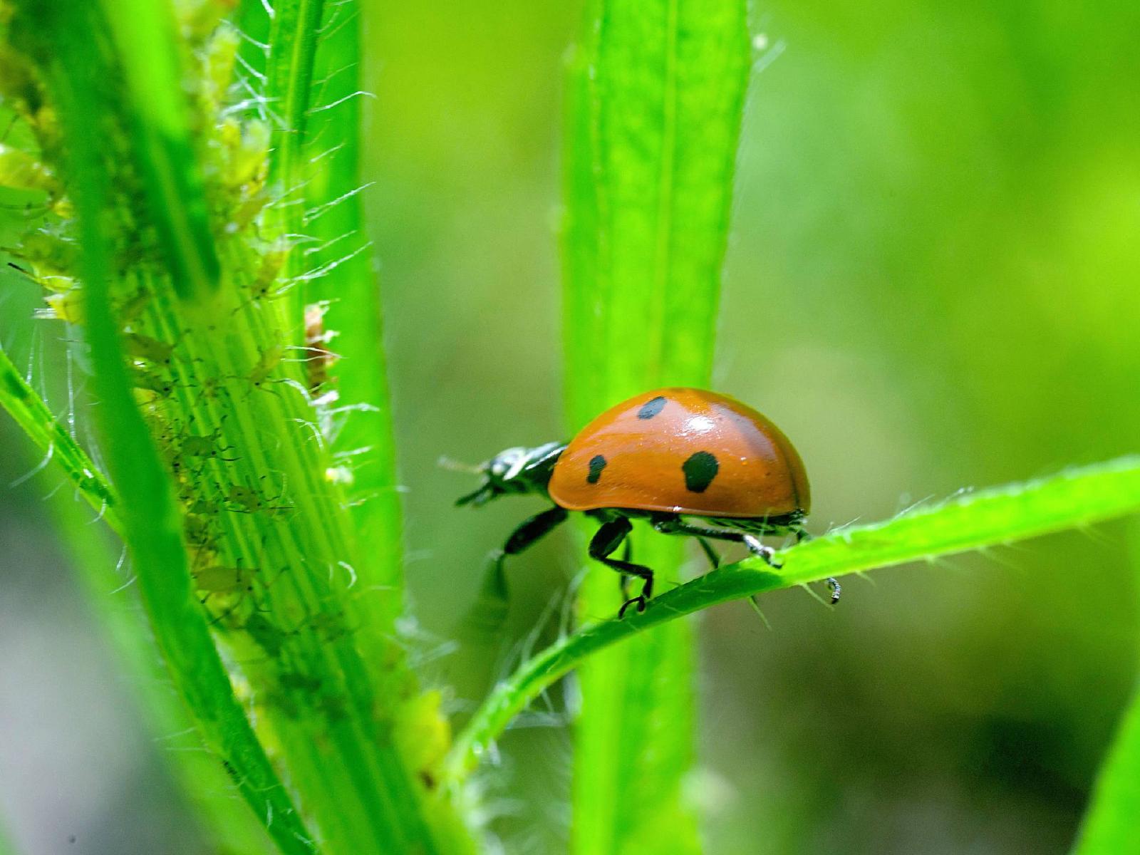 Coccinelle avançant vers une colonie de pucerons sur une tige verte