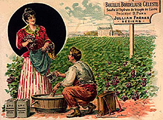 Affiche ancienne illustrant l'usage de la bouillie bordelaise en vigne