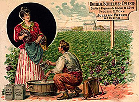 Affiche ancienne illustrant l'usage de la bouillie bordelaise en vigne