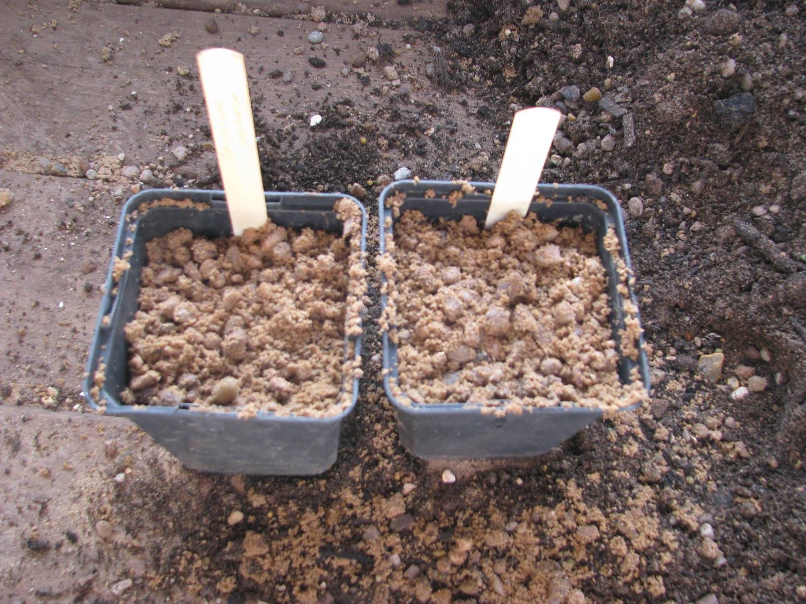 Semis de légumes en plaque alvéolée avec sachets de graines