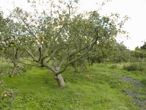 Rangée d'arbres fruitiers dans un verger entretenu au printemps