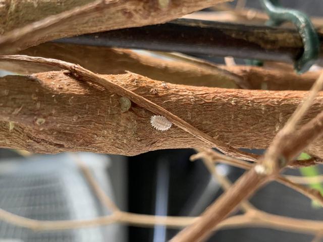 Cochenille blanche sur une tige au jardin