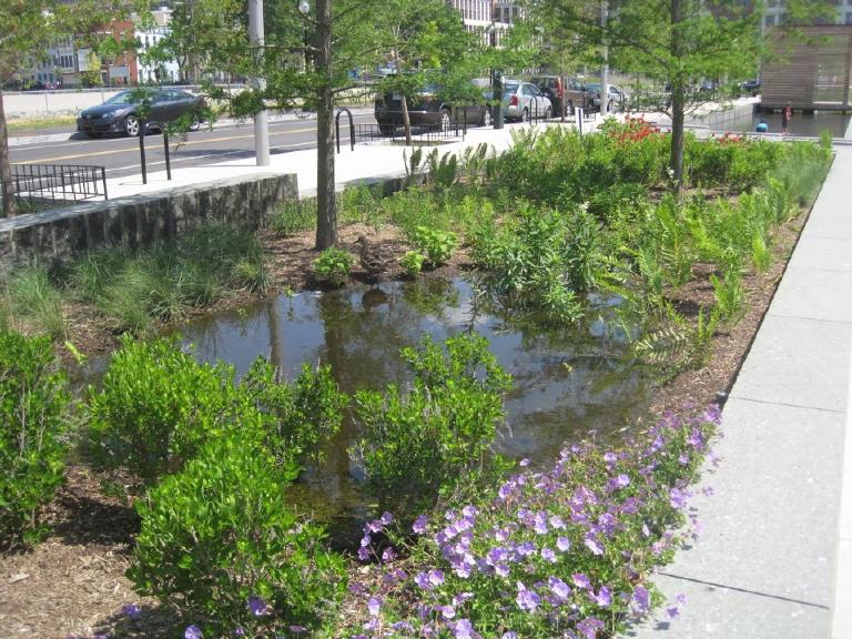 Jardin de pluie planté en creux pour capter l’eau de ruissellement