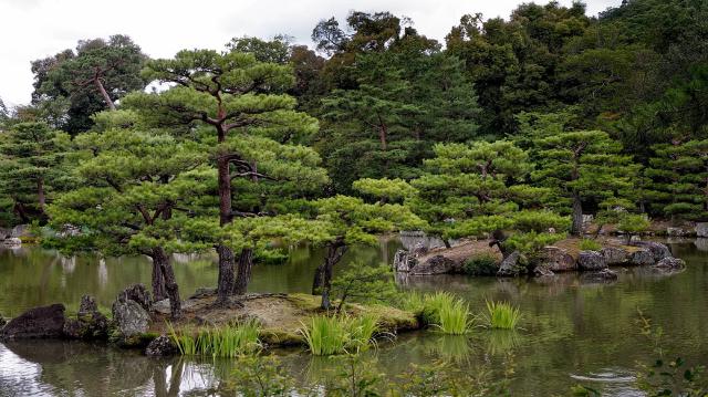 Allée de pas japonais et érable dans un jardin japonais