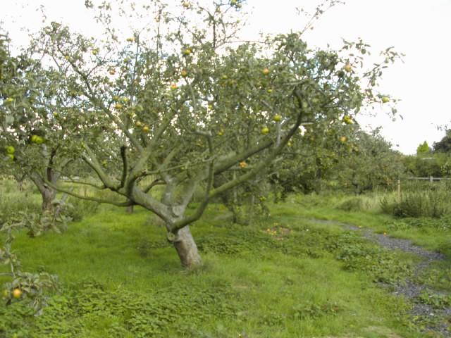 Verger familial avec rangées d'arbres fruitiers dans un jardin