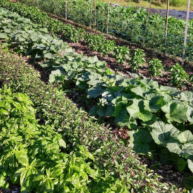 Petit potager avec bacs de culture et légumes en croissance