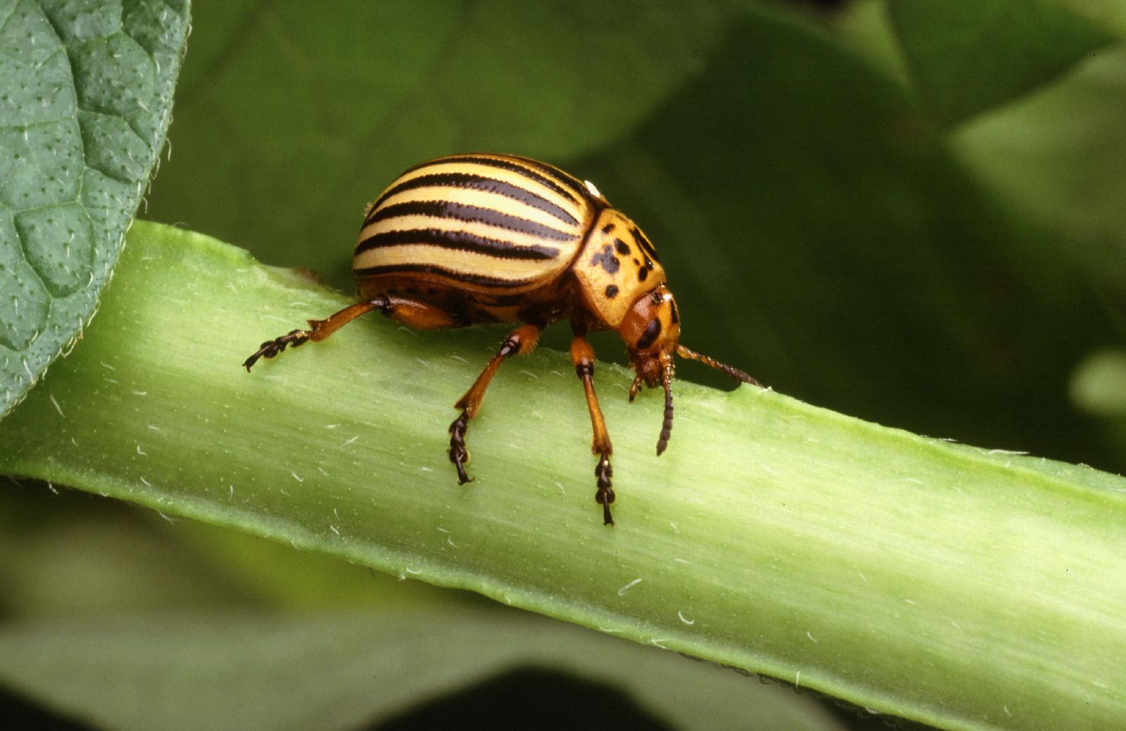 Doryphore adulte rayé sur une tige de pomme de terre
