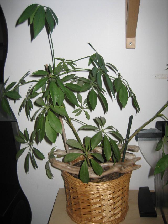 Plantes d’intérieur en pots sur une table près d’une fenêtre
