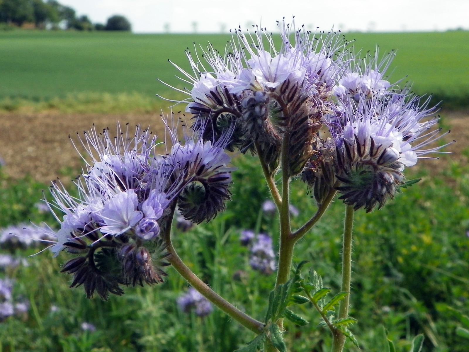 Floraison de phacélie utilisée en engrais vert dans un potager