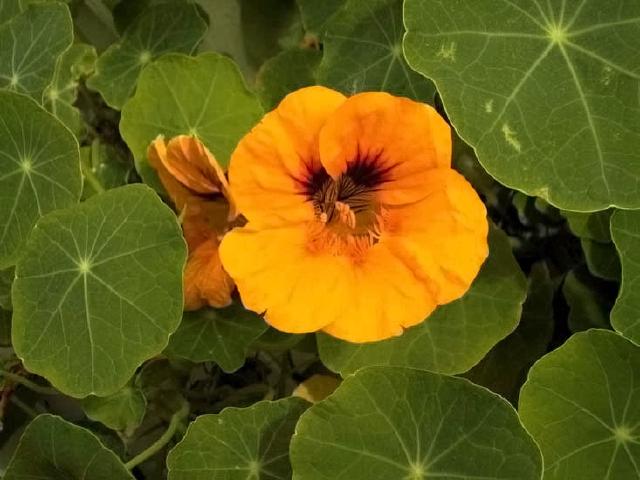 Fleur de capucine orange au jardin, parmi un feuillage vert