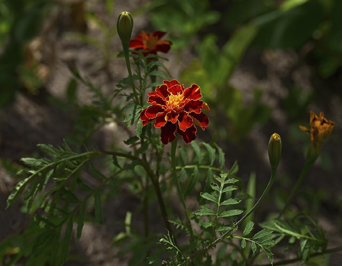 Œillet d'Inde en fleur près d'un potager