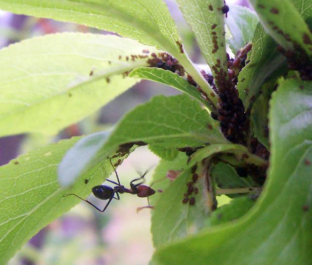 Fourmis au contact d'une colonie de pucerons sur une tige