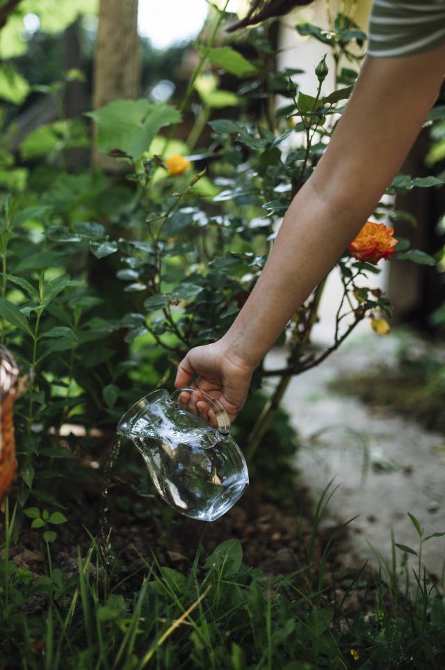 Arrosage manuel de plantes de jardin avec un arrosoir