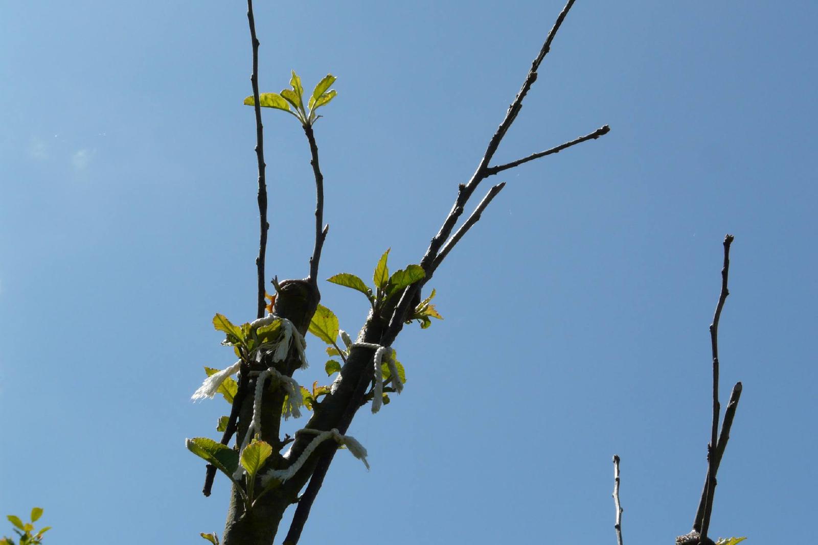 Main en train de réaliser une greffe sur une branche de pommier