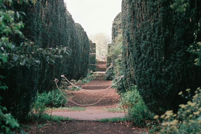 Haie dense et haute servant de brise-vue dans un jardin