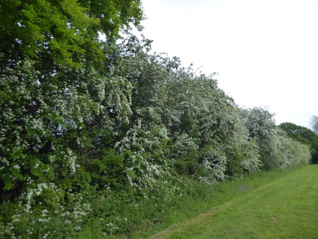 Haie champêtre d'aubépine et d'arbustes variés en bord de jardin