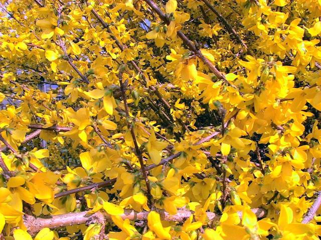 Haie fleurie d'arbustes en pleine floraison au printemps