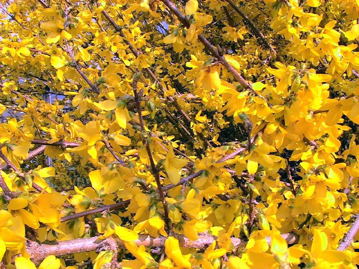 Haie fleurie d'arbustes en pleine floraison au printemps