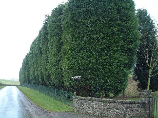 Haie persistante verte taillée le long d’un jardin