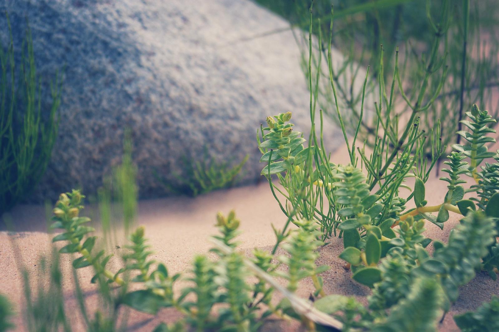 Plantes côtières installées dans le sable près de la mer