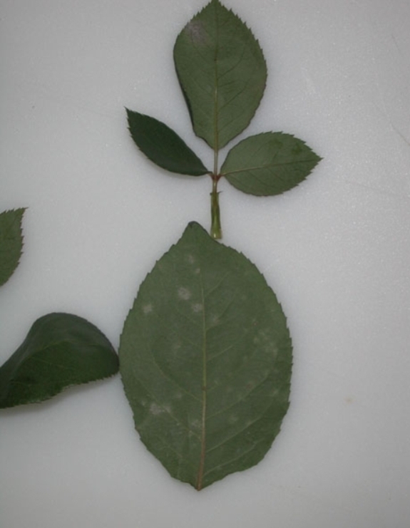 Feuilles d’arbuste d’ornement avec traces de maladie fongique