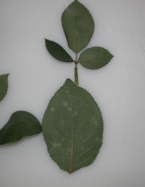 Feuilles d’arbuste d’ornement avec traces de maladie fongique