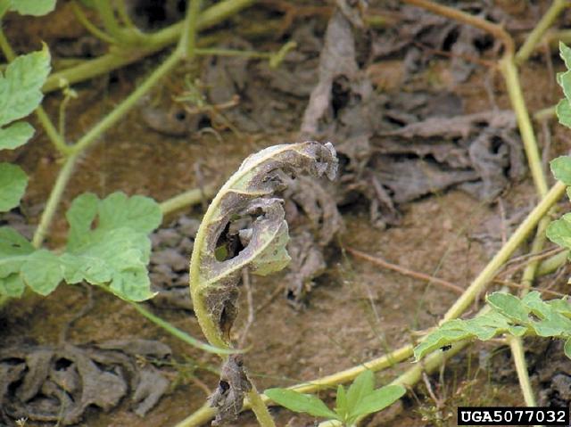 Feuille de cucurbitacée atteinte de mildiou au potager