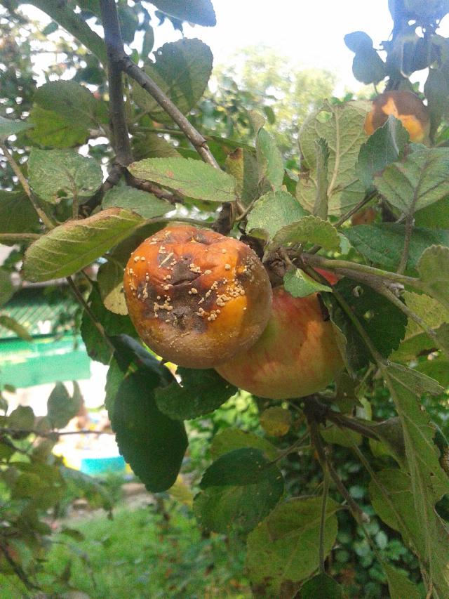 Pomme atteinte de moniliose avec pourriture brune et coussinets clairs