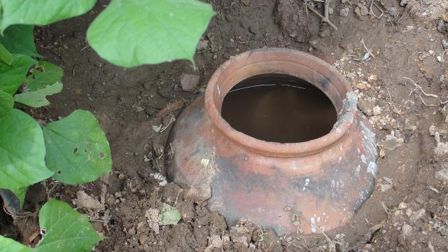 Oya en terre cuite enterrée dans une planche de potager