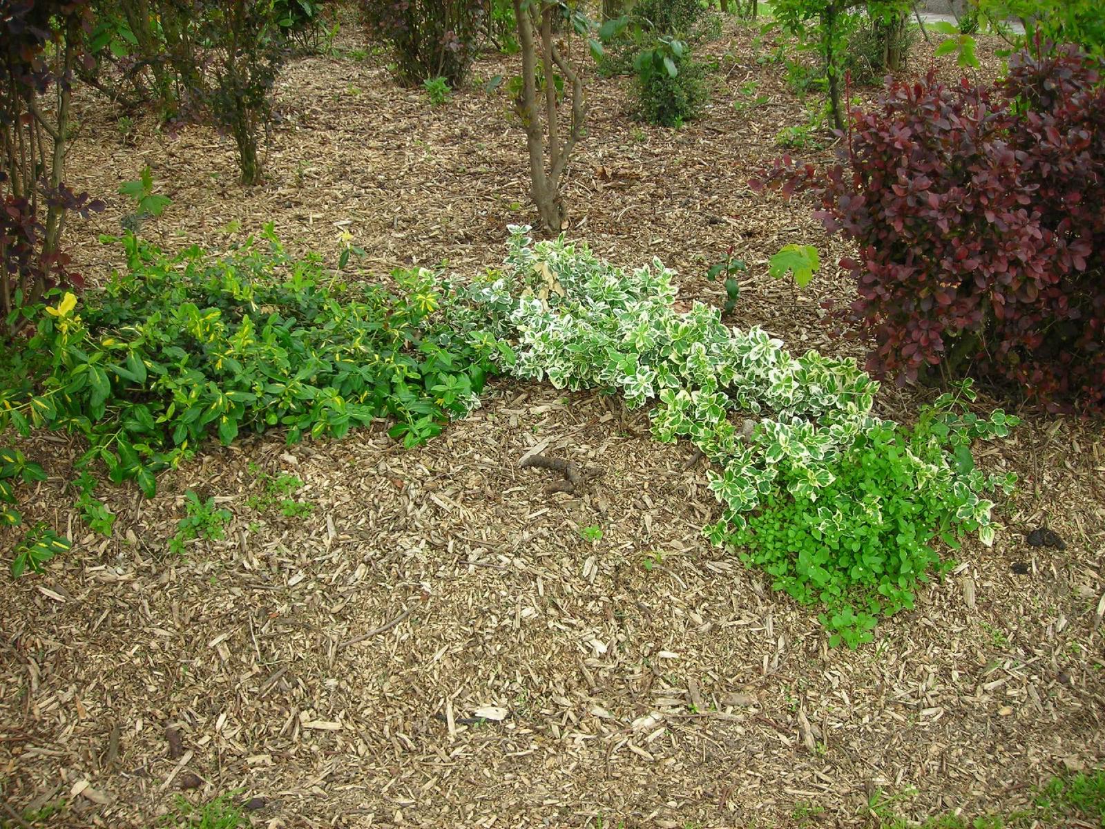 Sol de jardin recouvert d'un paillage de broyat autour de plantations
