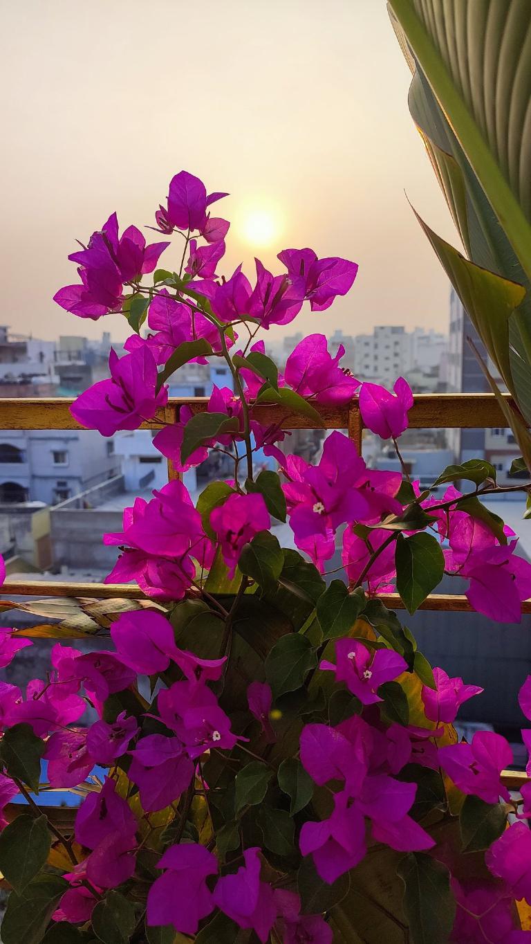 Bougainvillier en fleurs sur un balcon ensoleillé au coucher du soleil
