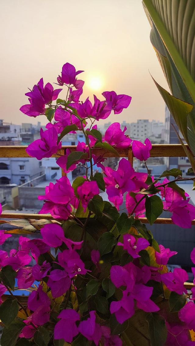 Bougainvillier en fleurs sur un balcon ensoleillé au coucher du soleil