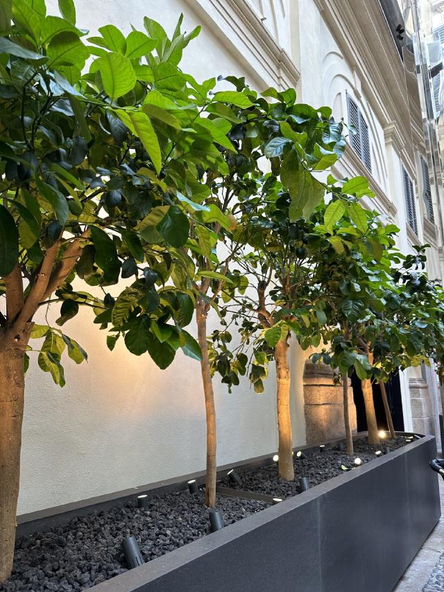 Grandes plantes d'intérieur en bac dans un espace lumineux
