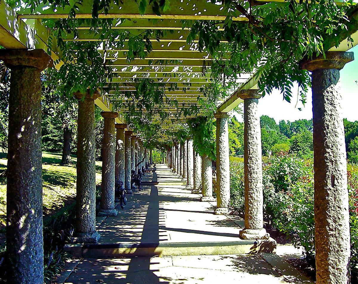 Pergola couverte de plantes grimpantes dans un jardin ensoleillé