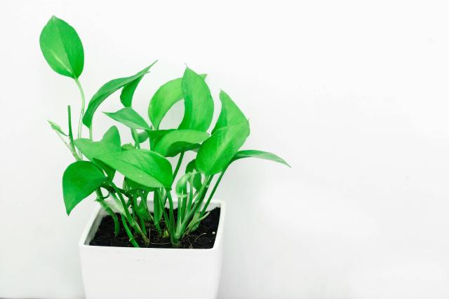 Collection de plantes d’intérieur faciles en pots près d’une fenêtre lumineuse