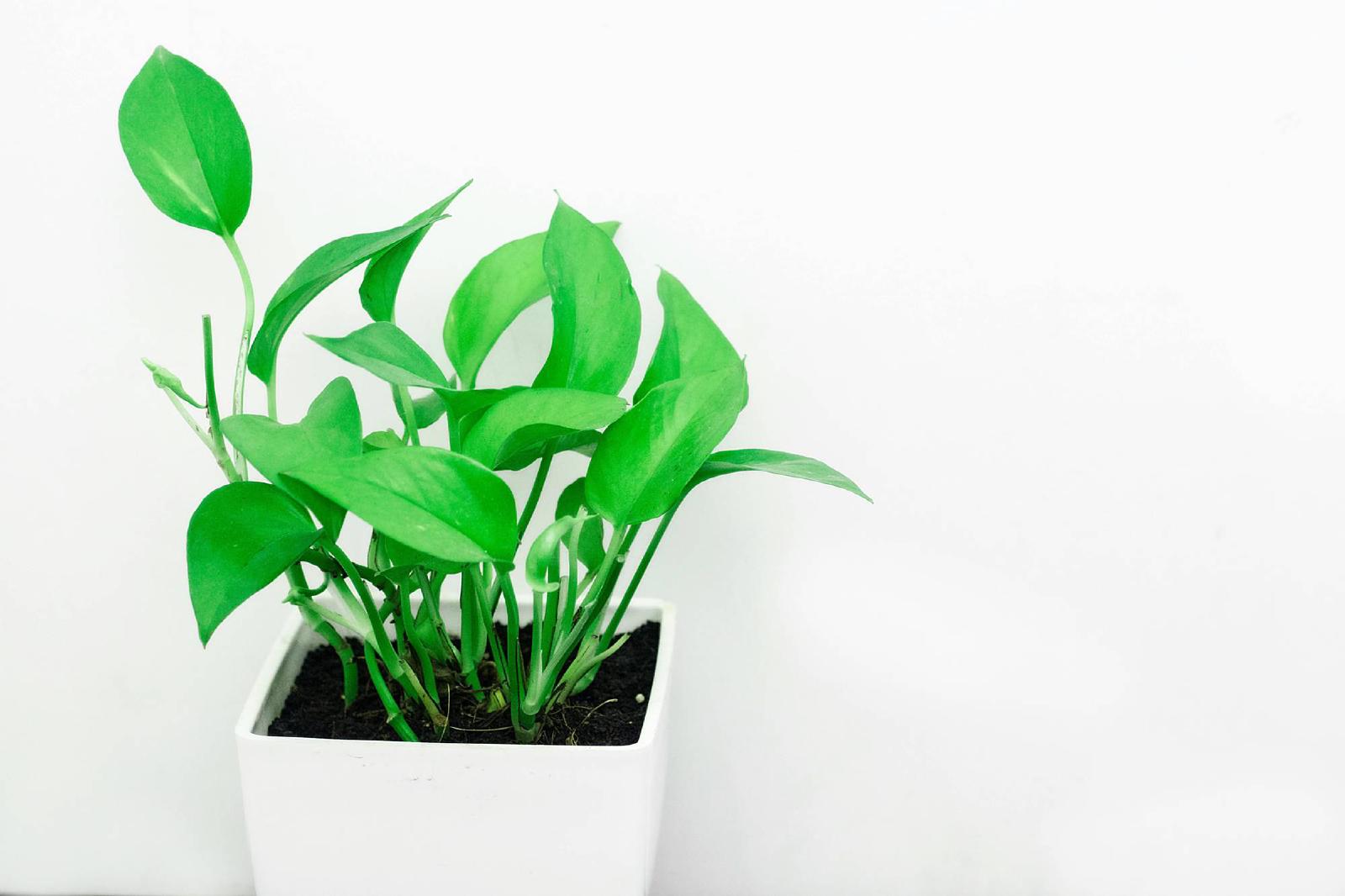 Collection de plantes d’intérieur faciles en pots près d’une fenêtre lumineuse