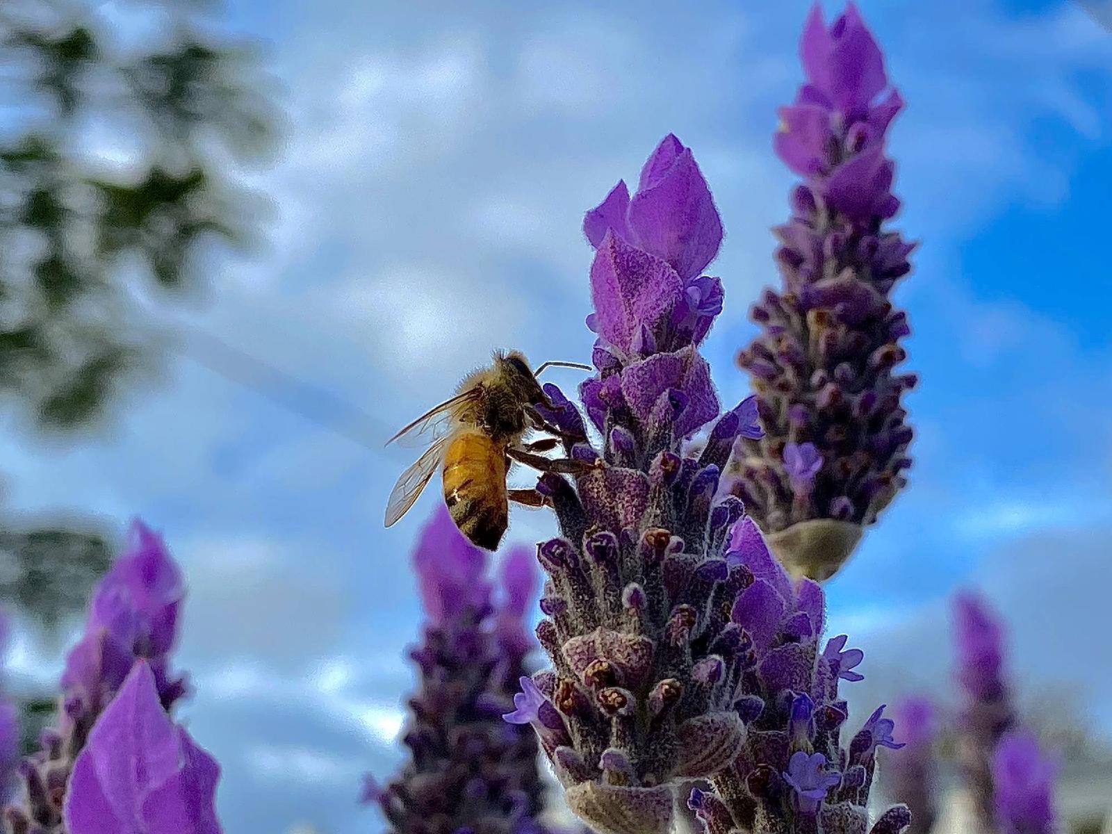 Abeille butinant des fleurs violettes de lavande