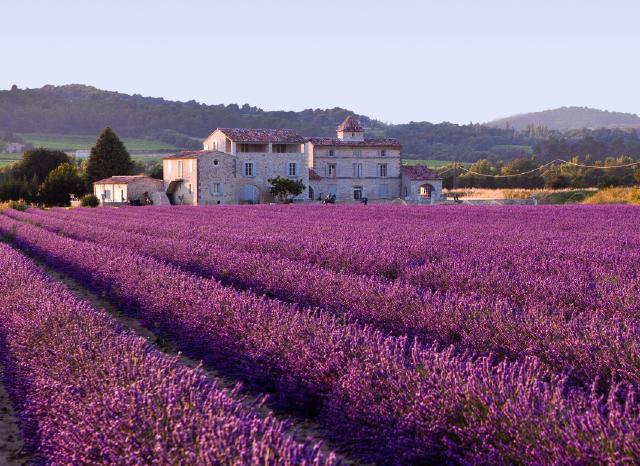 Massif ensoleillé de plantes méditerranéennes sobres en eau