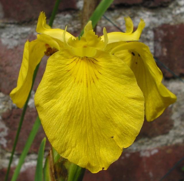 Massif de jardin en sol humide avec feuillages denses et floraisons de berge