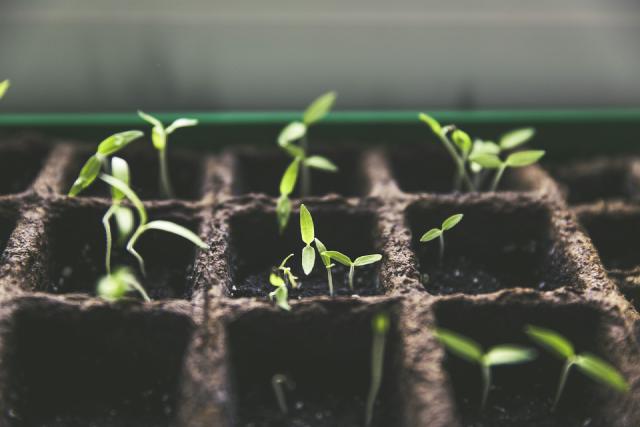 Potager en pots sur un balcon avec tomates, salades et fraisiers
