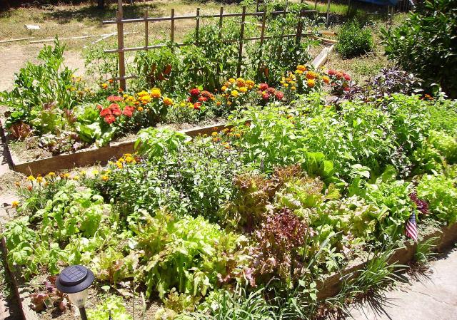 Carré potager surélevé paillé en couches de matières organiques