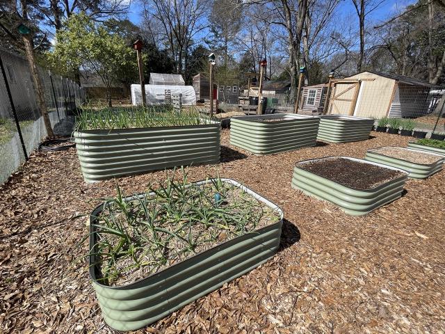 Potager surélevé avec plusieurs bacs de légumes en croissance