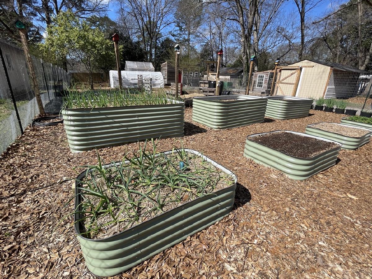 Potager surélevé avec plusieurs bacs de légumes en croissance