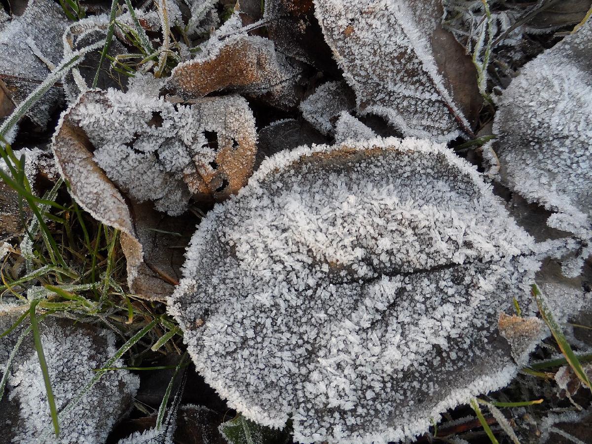 Feuilles couvertes de givre au petit matin